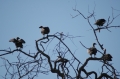 Buzzards waiting their turn